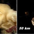 La cara de un perro de acuerdo a la velocidad