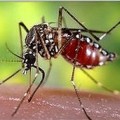 La enigmática desaparición de los mosquitos de la malaria