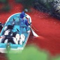 Japón: Comienza una nueva matanza anual de delfines en Taiji