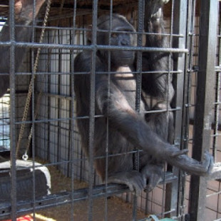 Los grandes simios sufren maltratos psicológicos en los zoológicos