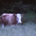 La vaca Yvonne se entrega a las autoridades alemanas tras cuatro meses a la fuga