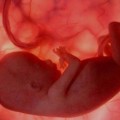 El aborto y las 10 falacias del mundo conservador