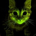Gatos fluorescentes que resisten el sida