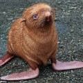 La cría de foca rechazada por su propia familia (ru)
