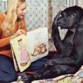 La respuesta increíble de un gorila explicando la película que está viendo