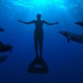 Los delfines salvan a los humanos que se ahogan porque entienden que se están ahogando