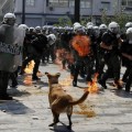 Lukanikos, el perro anarquista de Grecia vuelve a hacer de la suyas (+fotos y video)