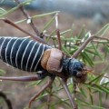 Hallado un insecto en Tarragona que se daba por desaparecido desde 1897