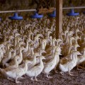 California prohíbe el 'foie gras'