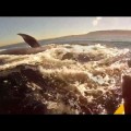 Encuentro con una ballena azul en un kayak