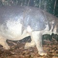 Muere el último rinoceronte de Java de Vietnam a manos de cazadores furtivos