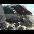 Parahawking, parapente con halcones