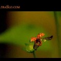 Una mariquita iniciando el vuelo, grabada a 7.000 fps [EN]