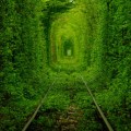 El túnel de los árboles