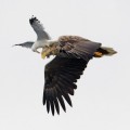 Gaviota encima de un águila, atacándola en pleno vuelo [eng]