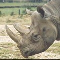 ¿Desapareció el rinoceronte negro?
