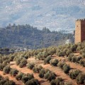Cata de aceite de oliva en Jaén: ¿por qué nos tienen engañados?