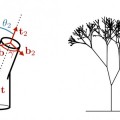 La fórmula de Leonardo Da Vinci explica por qué los árboles no se astillan