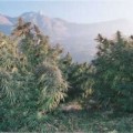 Los suizos podrán cultivar hasta 4 plantas de marihuana a partir del 1 de Enero [ENG]