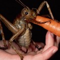 El mayor insecto del mundo.