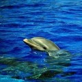 Las rías gallegas albergan la segunda mayor población de delfines en Europa
