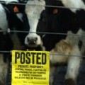 El regreso de las harinas animales causantes del mal de las vacas locas