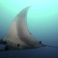 Hallan la mayor concentración de mantarrayas gigantes del mundo