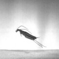 Avances evolutivos: las cucarachas ya saben saltar [Video en slow motion]