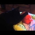 Gato-Niñera calma a bebe que llora desconsolado