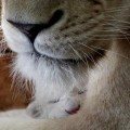 Nacen cuatro leones blancos en un zoo de Belgrado