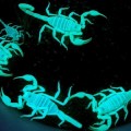 ¿Por qué brillan los escorpiones en la oscuridad (y todo su cuerpo podría ser un gran ojo)?