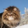 El gato siberiano