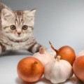 Los gatos no pueden comer cebolla