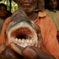 Capturan un pez que mató a dos hombres mordiéndoles los testículos (ING)