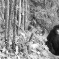 Primeras imágenes de una nueva especie de primate con vida [EN]