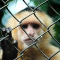Monos usan una herramienta de piedra para huir de zoológico en Brasil