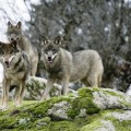 Matan águilas y perros tratando de envenenar lobos en Cantabria