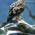 Halladas seis águilas envenenadas en una finca de caza del Estado