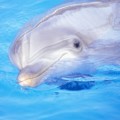 Los delfines hablan en sueños, pero en el idioma de las ballenas [RU]