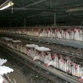 Bruselas expedientará mañana a España por incumplir las reglas de jaulas para gallinas ponedoras
