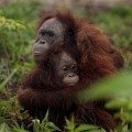 En fotos: Orangután abraza a su cría para protegerla de los cazadores