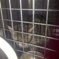 Perrera de Córdoba sacrifica gatos que iban a rescatar
