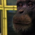 Un chimpancé resuelve test de memoria antes de que puedas parpadear