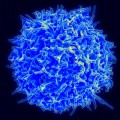 Impresionante vídeo de un linfocito T atacando a una célula cancerígena