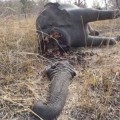 Matanza de 200 elefantes en Camerún