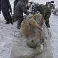 El deshielo de Siberia deja al descubierto gran cantidad de mamuts