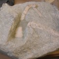 Reconstruyen el fósil de un pingüino prehistórico gigante