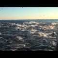 Estampida de 2.000 delfines en mar abierto