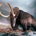 Rusia y Corea del Sur firman acuerdo para clonar al mamut