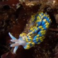 Nudibranquios: bellas pero peligrosas criaturas marinas